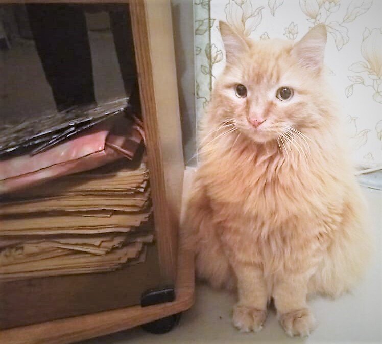 Лёв недоумевающий. Благодарю за фото Наталью СЕРГЕЕВУ)