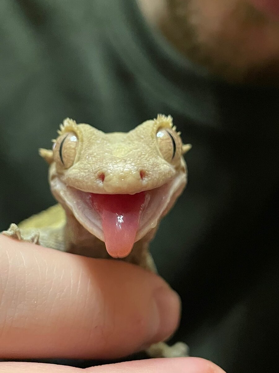 Вид Correlophus ciliatus - Реснитчатый геккон-бананоед, самка Хлоя. Данный вид в природе не встречается и сохранен только благодаря частным террариумистам.