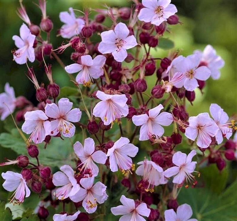 Листайте галерею для просмотра. Герань крупнокорневищная, сорт Spessart. Фото с сайта: https://goo.su/mB8Bhz