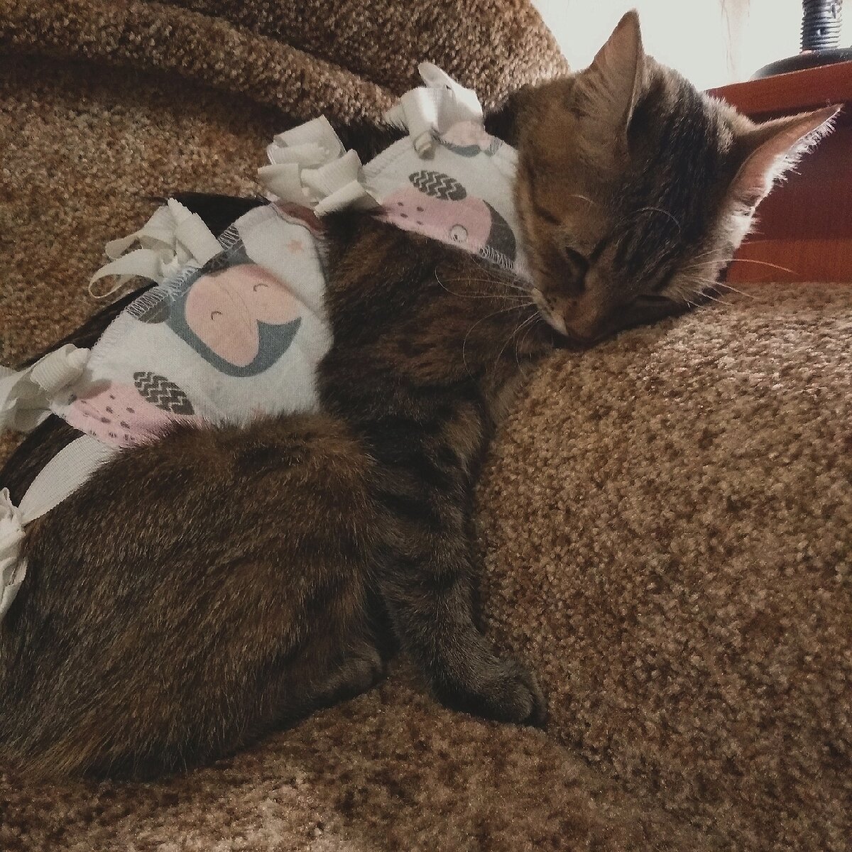 Альпочка после операции