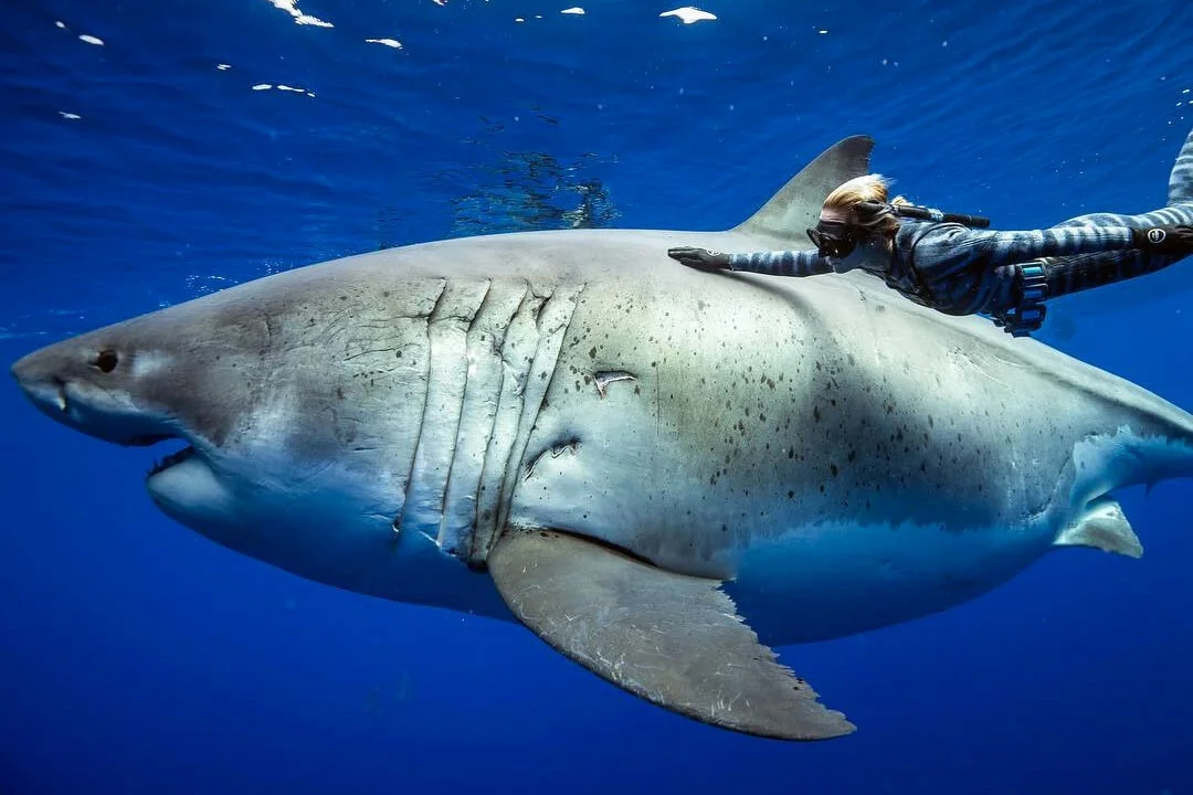 Морские животные хищники. Белая акула дип Блю. Большая белая акула (great White Shark). Оушен Рамси белая акула. Большая белая акула Deep Blue.