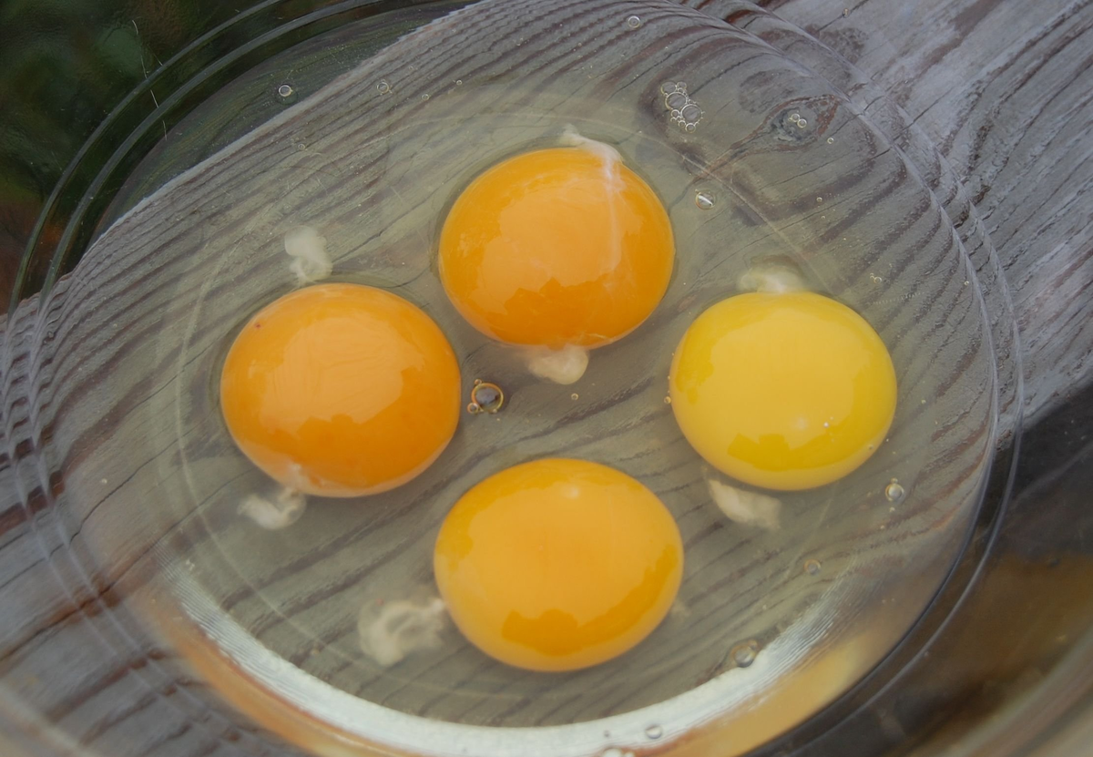 Белок и желток. Халазы в курином яйце. Сырое яйцо. Сырое куриное яйцо. Перепелиные сальмонеллез