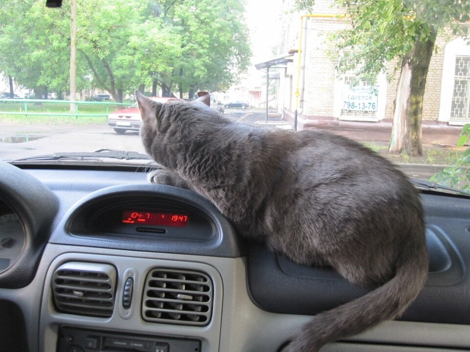 Черный кот машину. Кот в машине. Котенок на торпеде машины. Кошка в салоне автомобиля. Кошачья машина.