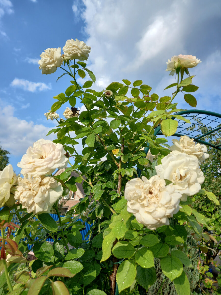 Синеют небеса после дождя....