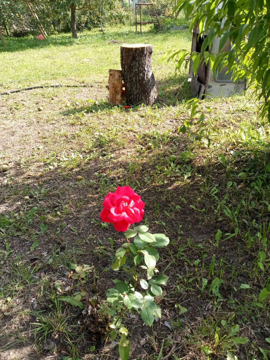 Доброе дачное утро)) 