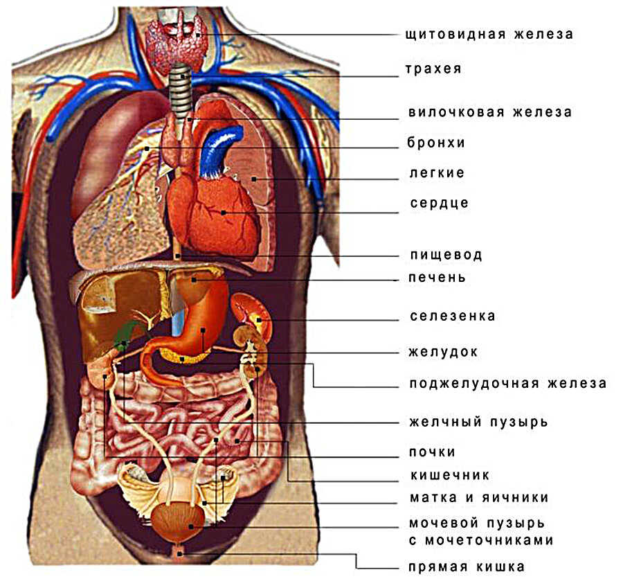 Схема анатомии человека внутренние органы