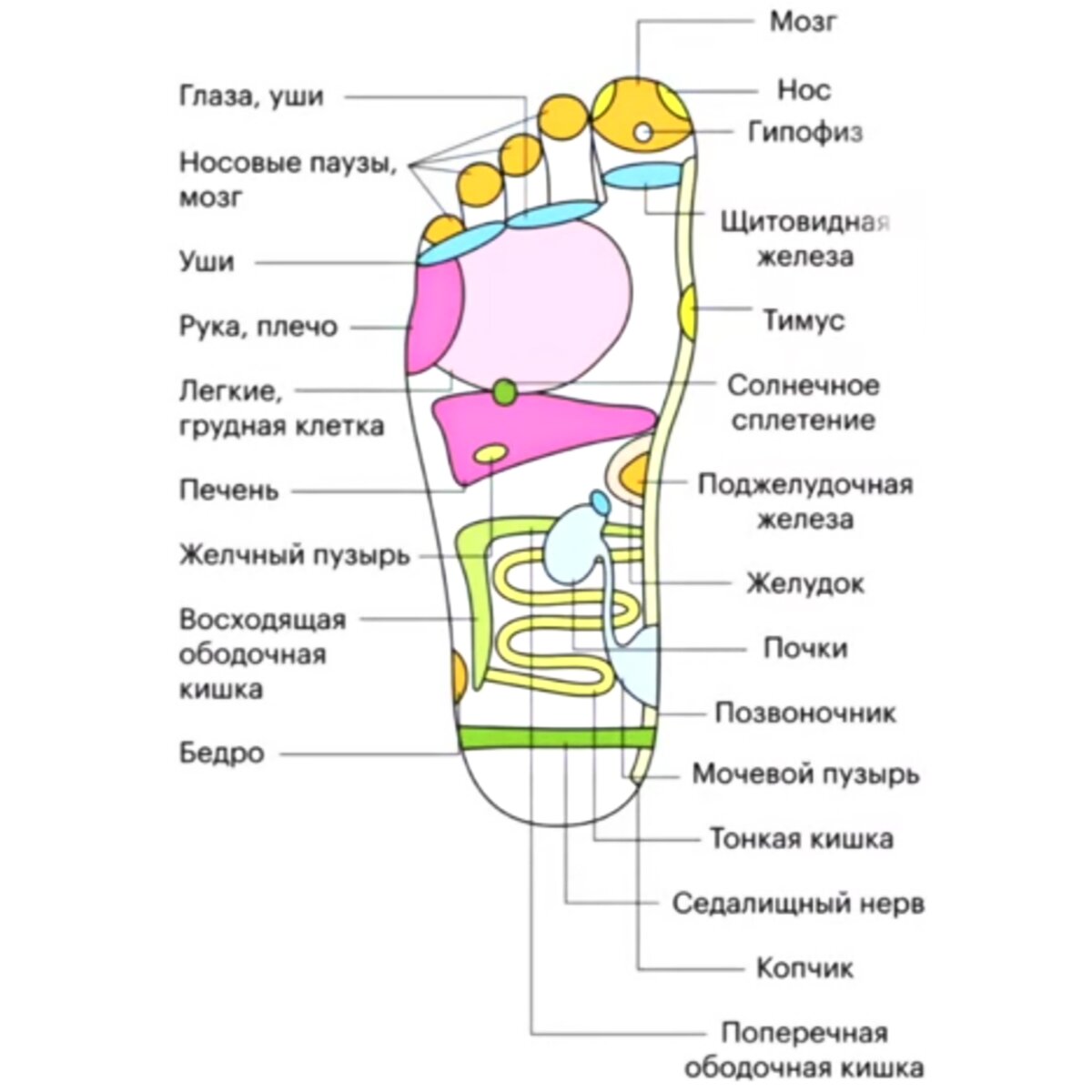 Одно время я постоянно набивала мозоль на сгибе под большим пальцем. Но даже не подозревала, что дело в щитовидке