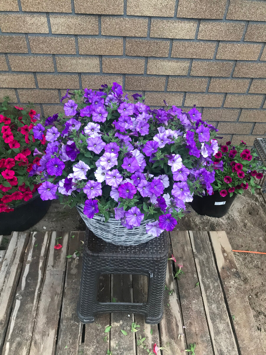 Шок Вейв ДЕНИМ в 14 литрах