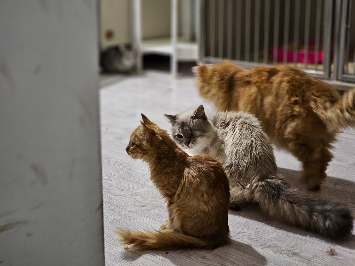 Фото автора. Сева был выброшен в мороз на помойку за городом. В мешке из под сахара был завязан. А рыжего малыша выбросили на заброшенную стройку. Его нашли, забрали, а потом выбросили в ночи в сильный дождь. Едва остался живым после воспаления и глисной инвазии.