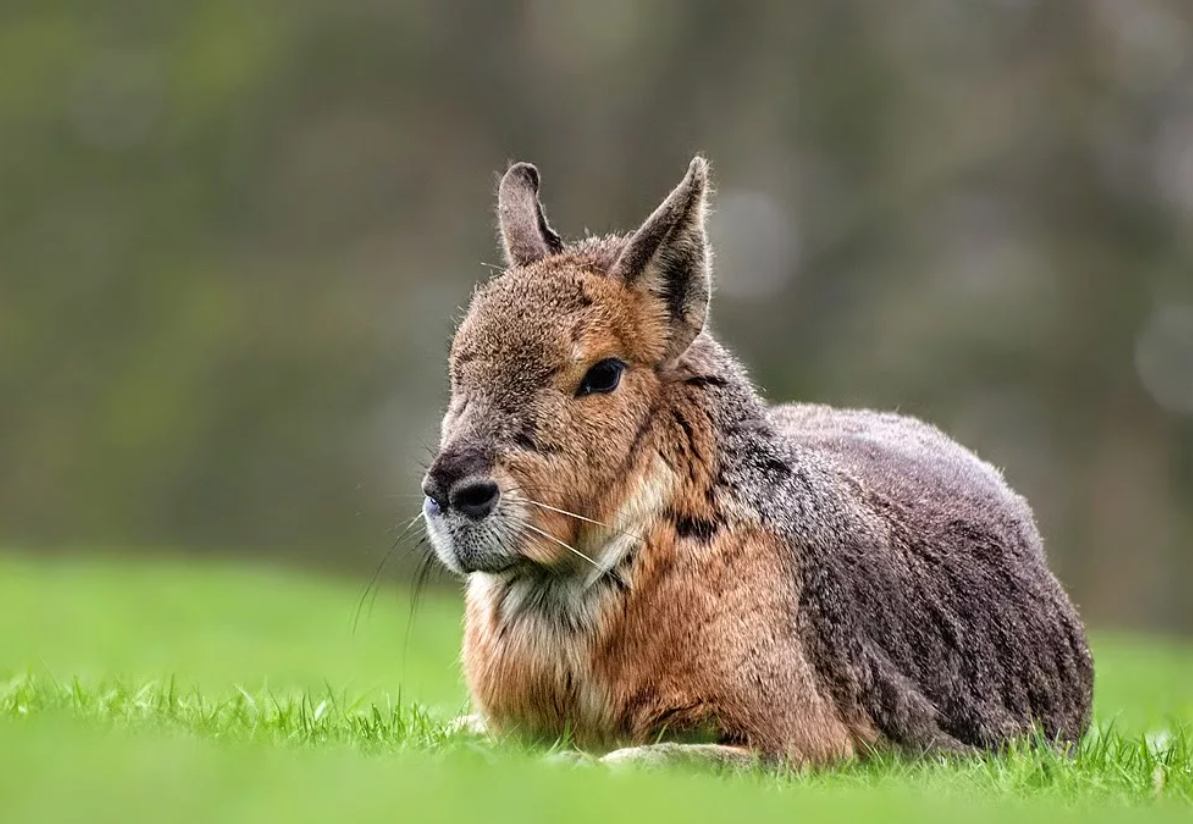 11 самых необычных животных Южной Америки | Пассажир 4-го вагона | Дзен