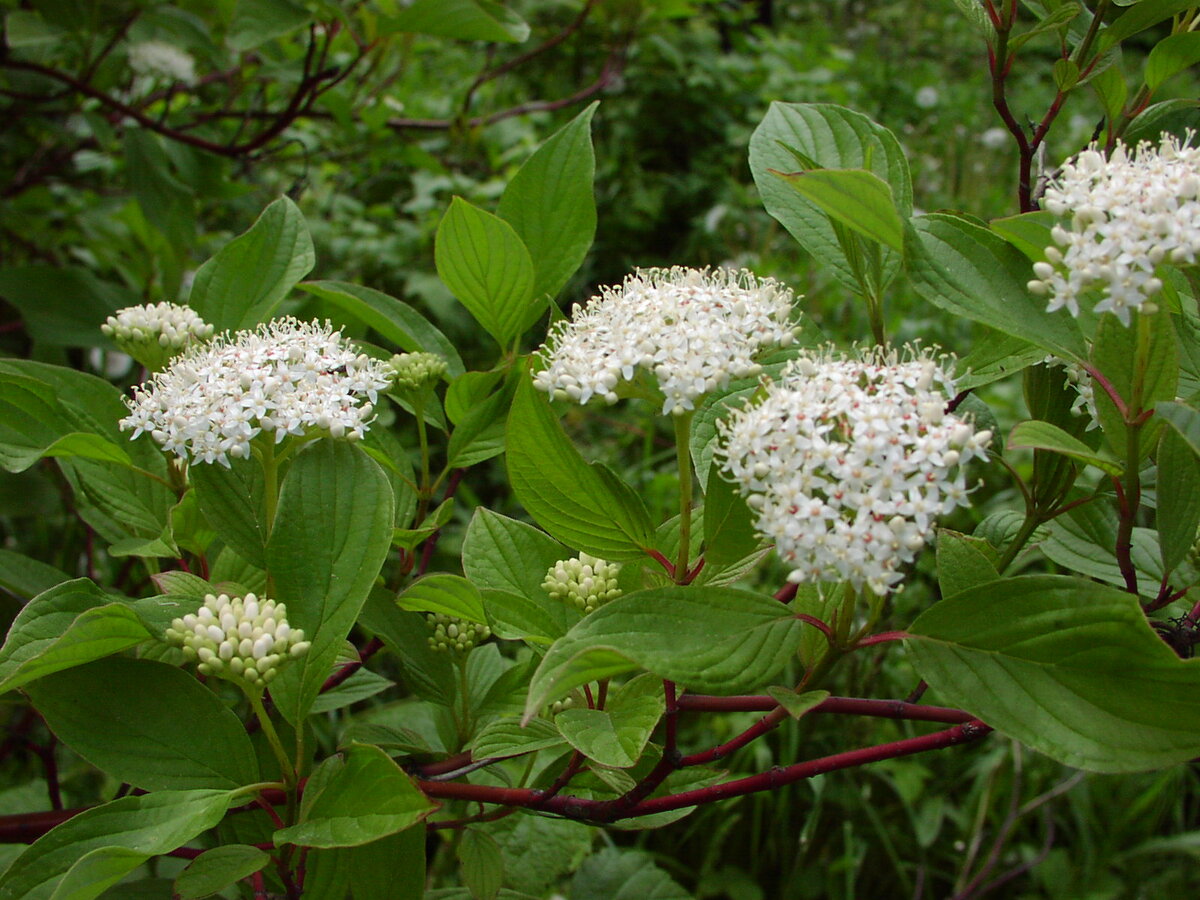 Дерён  отпрысковый