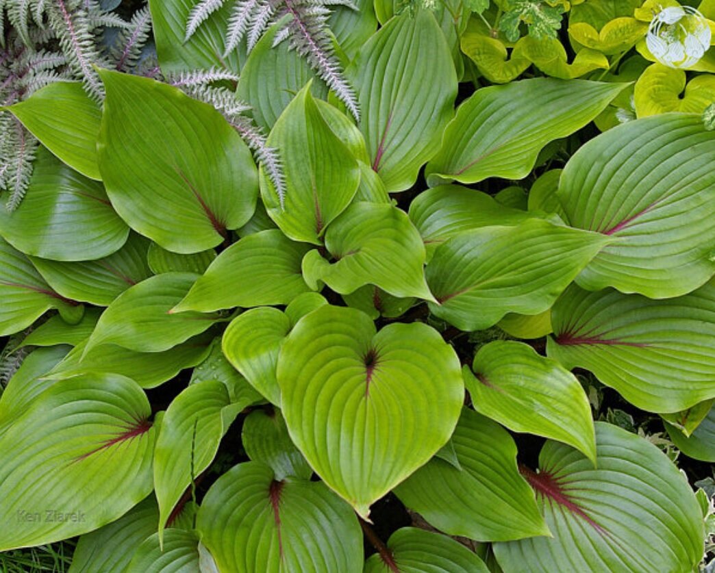 Хоста Red Hostas