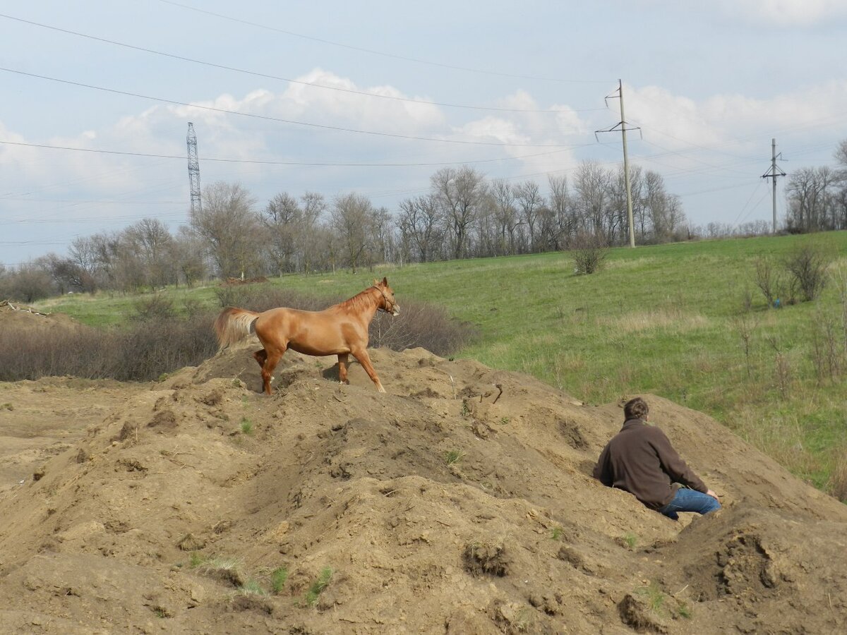 Донской жеребец Брант, 2012