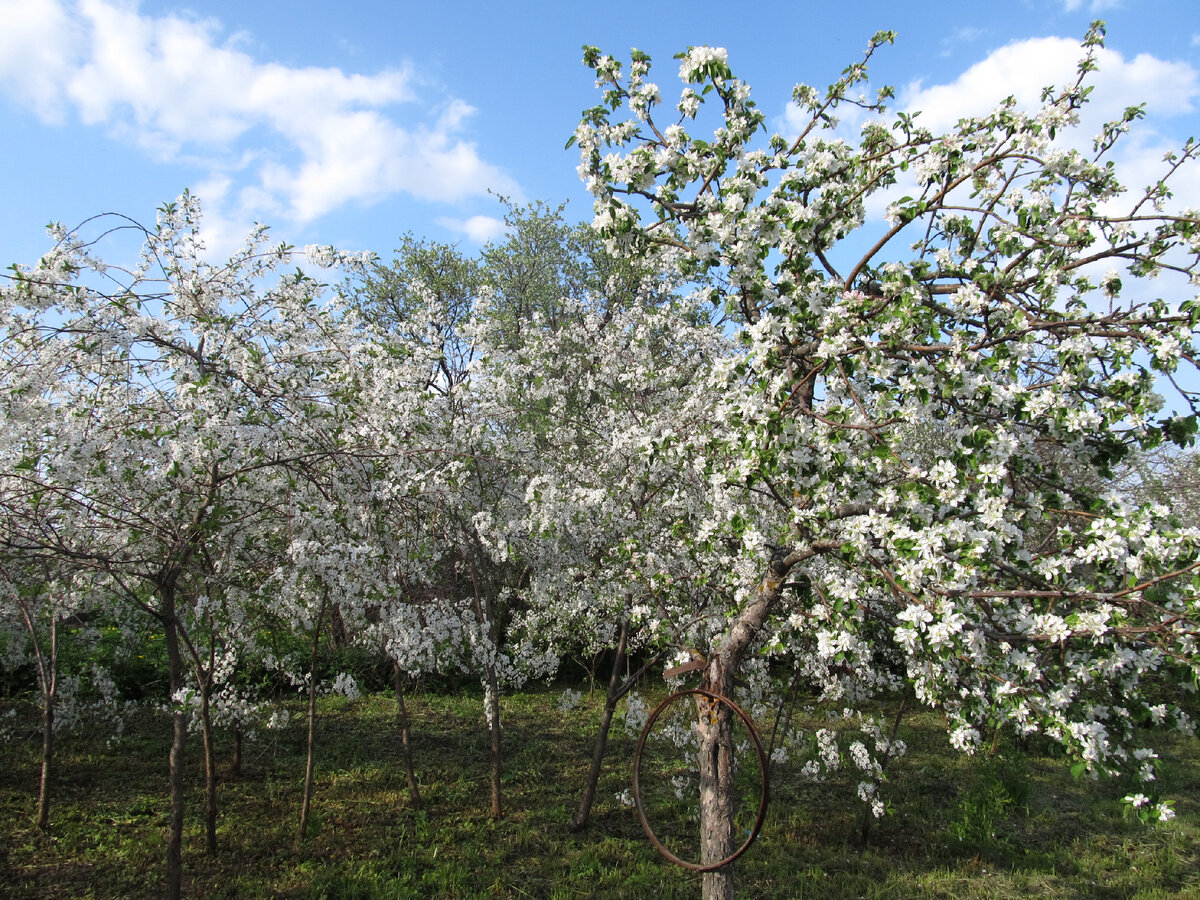 Цветущий рай.