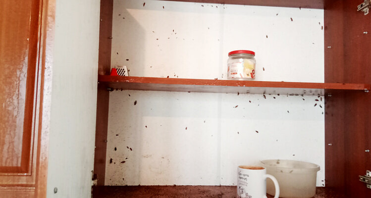 Обилие тараканов в кухонном шкафчике