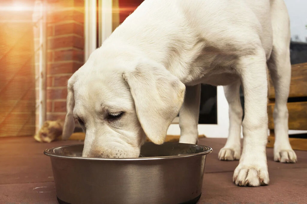 источник фото: https://www.hunt-dogs.ru/wp-content/uploads/2021/08/sobaka-475.jpg