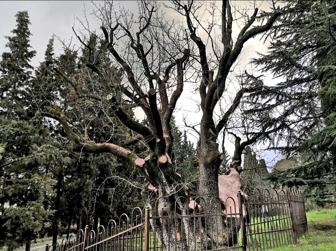 1000летняя фисташка