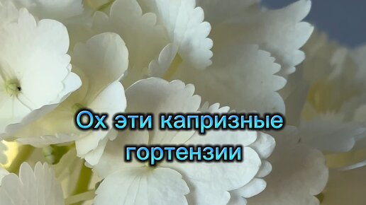 Корзина пожеланий. Исполнение желаний. Открытки на каждый день. Светлые добрые стихи. Девушка лето.