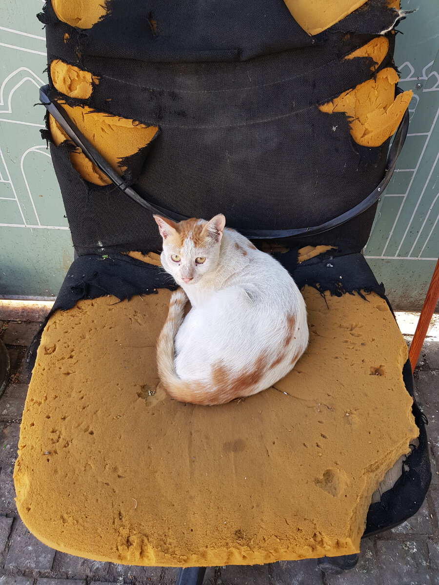 Облезлая кошка