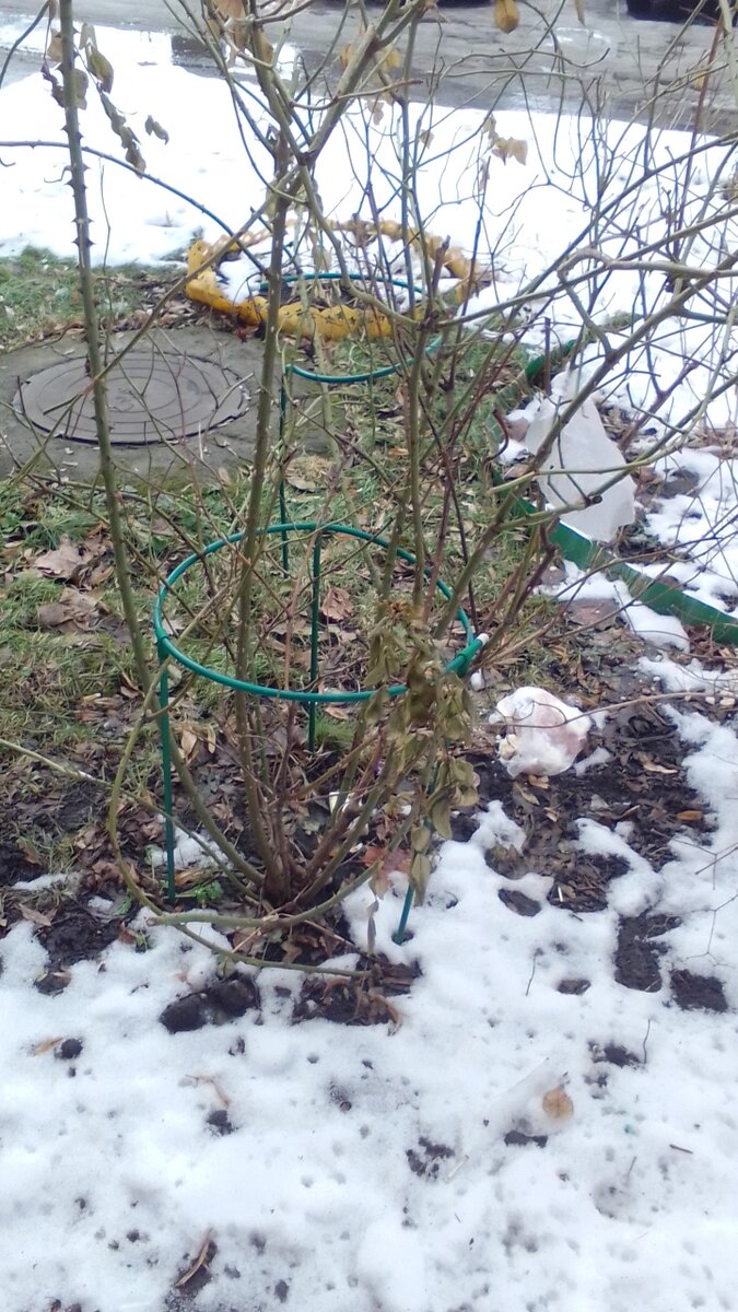 фото учение с печеньем