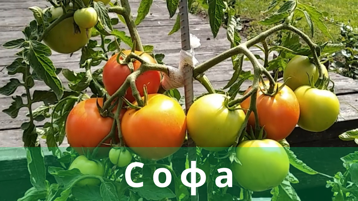 Семена Томат "Софа F1" купить по цене 369 ₽ в интернет-магазине KazanExpress
