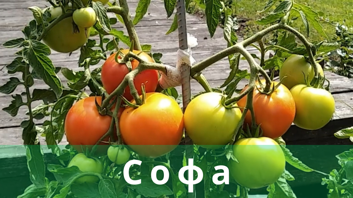 Чери софа томат