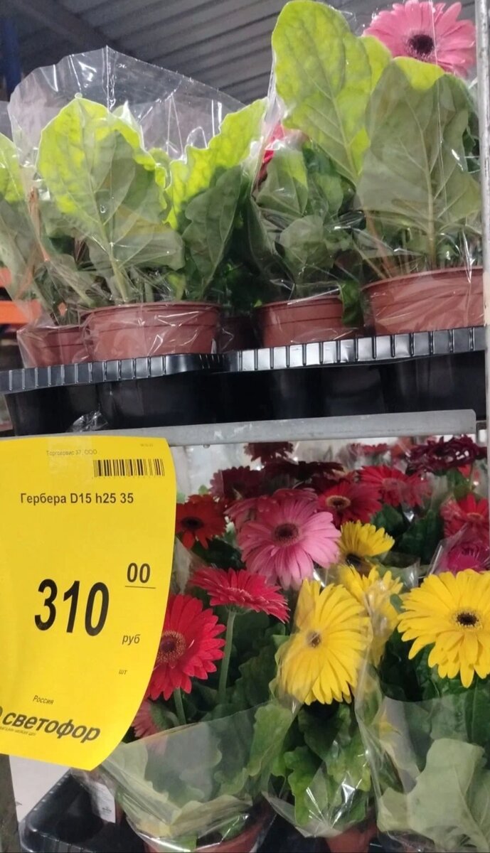 Гербе́ра — род многолетних трав семейства Астровые, или Сложноцветные. Все виды рода произрастают в Африке, интродуцированы в Латинской Америке и Юго-Восточной Азии.Всего на данный момент описано около 80 разновидностей гербер. В природе большинство из них цветут дважды в год, весной и осенью.Когда сажать герберу? Лучшее время для посадки рассады герберы в грунт — третья декада мая. Пересадку материнских кустов проводят в апреле, когда земля прогреется до +10 °С. Гербера плохо переносит перепады температуры, поэтому лучше дождаться полного потепления.☝️