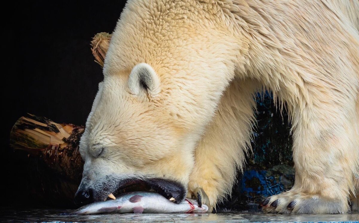 Вкусное угощение