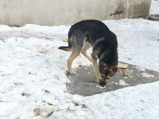     В Приамурье домашняя собака заразилась бешенством / Ольга Григорьева