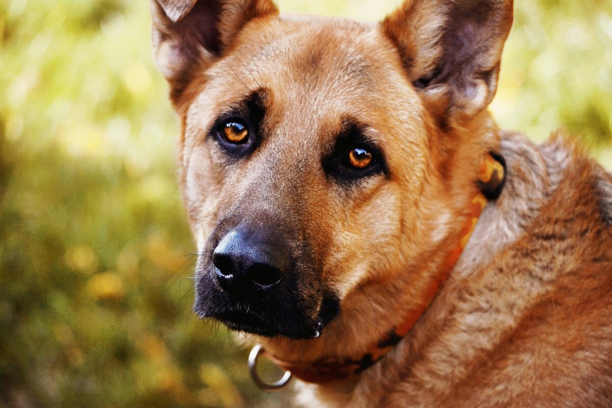 Фото с animalreader.ru для примера