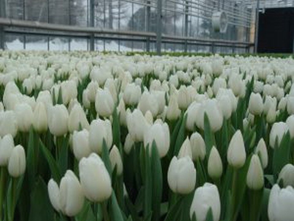     Фото: Россельхознадзор по Новосибирской и Томской областям.