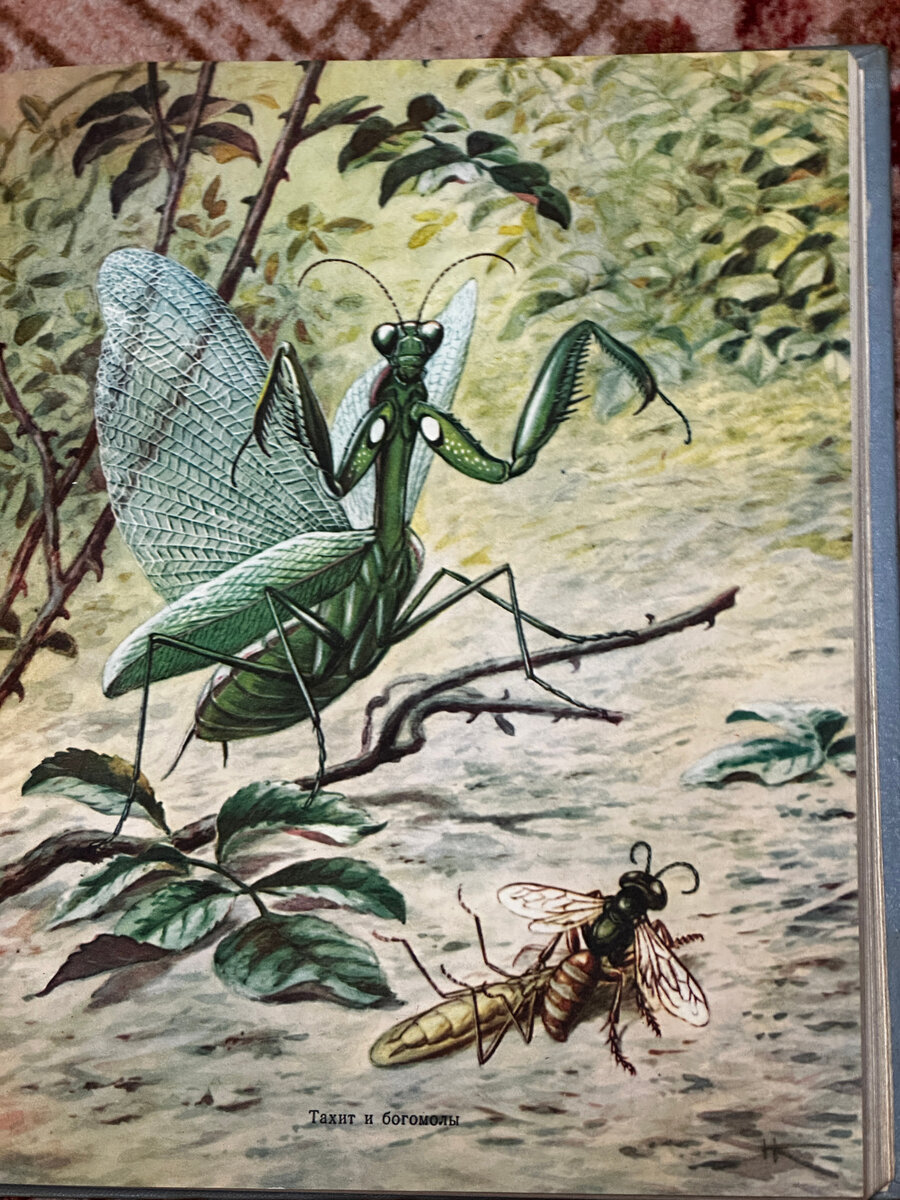 Из иллюстраций книги: оса-тахит и богомол. Не сразу поверишь, кто тут жертва, кто - хищник.