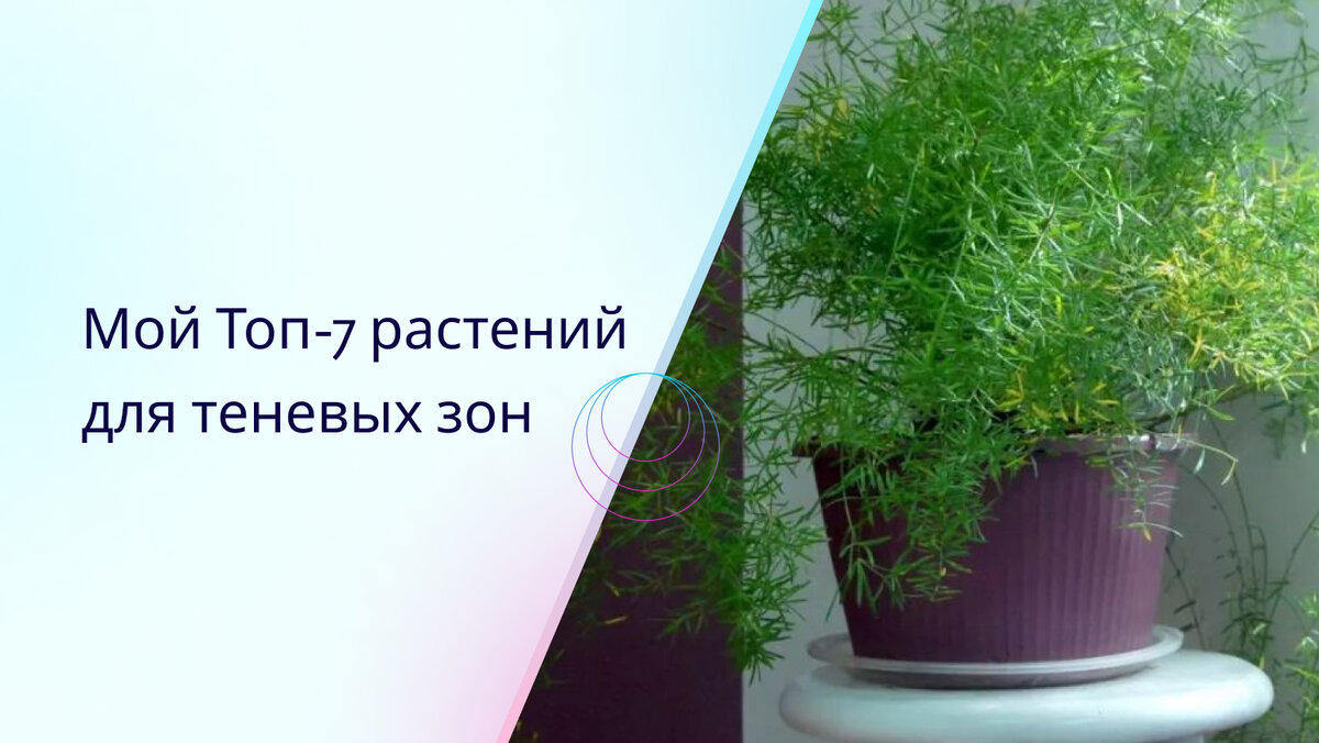 Топ-7 комнатных растений, которые будут отлично себя чувствовать даже в  теневом углу | Anastalice: Волшебство и психология в одном мире | Дзен