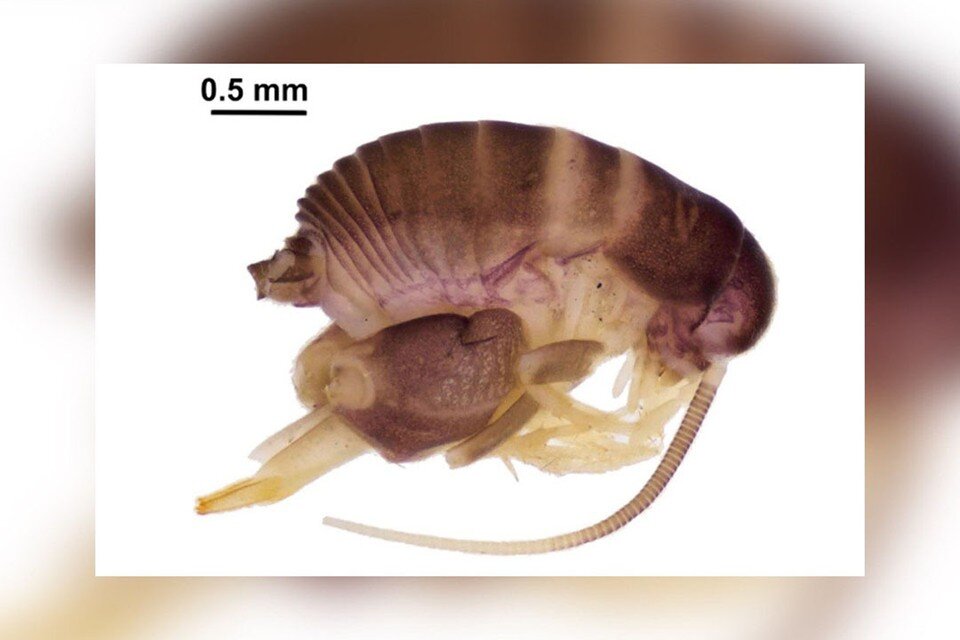     Новый для Сибири вид насекомых. Фото: Ecologica Montenegrina