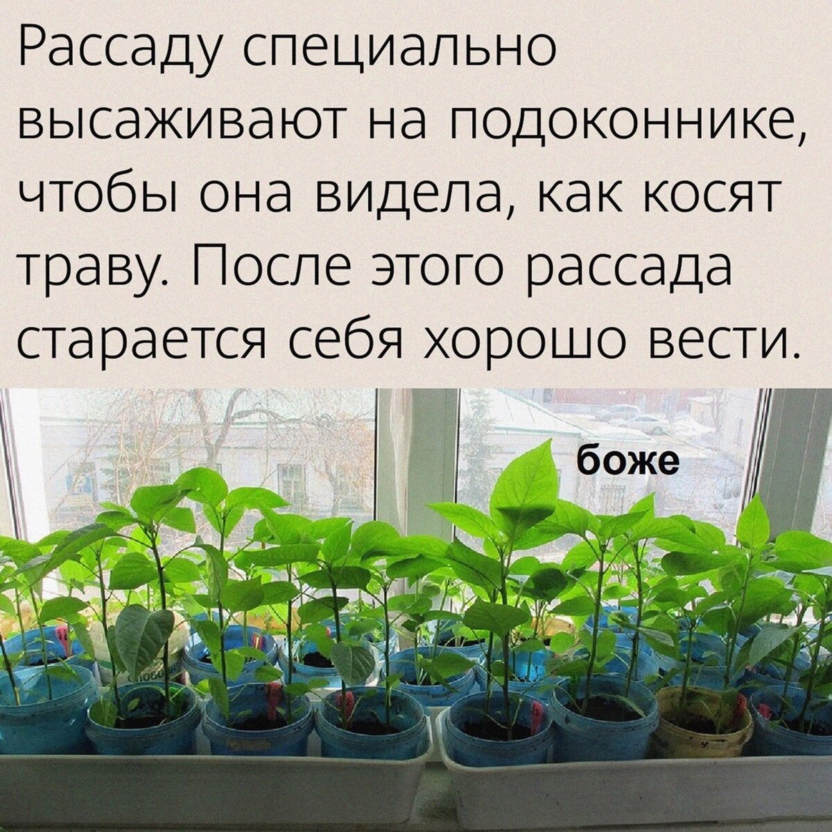 почему желтеют листья у рассады помидор на подоконнике дома на подоконнике