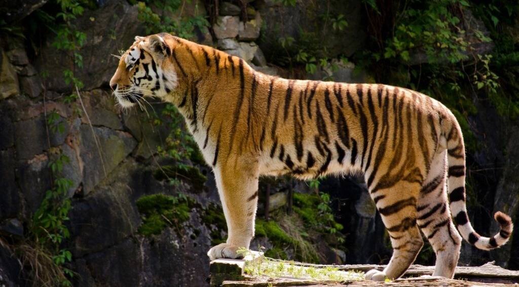 Тигр | Мир Животных | Дзен