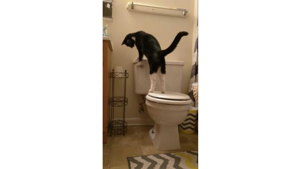    Кот