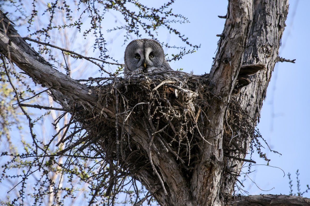 Гнездо совы сочи. Мохноногий сыч гнездо. Филин обыкновенный гнездо. Сова сплюшка птенец. Серая неясыть гнездо.