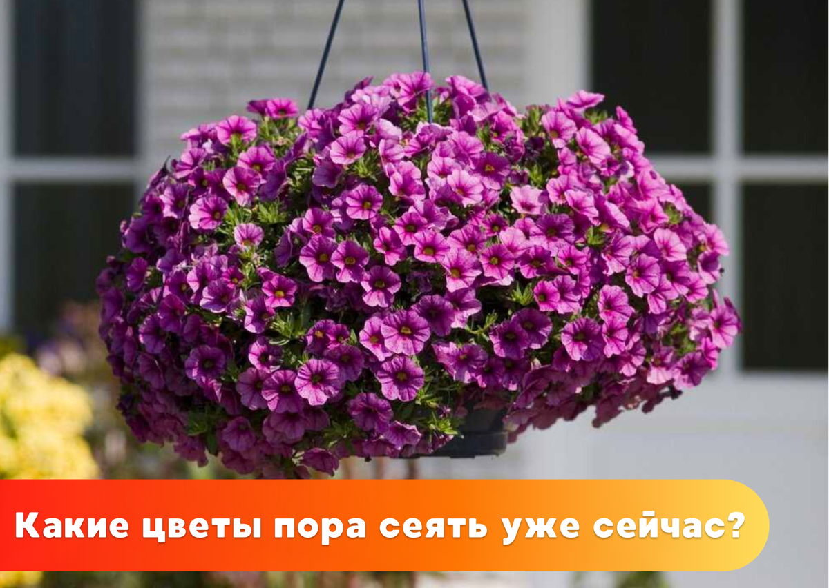 Цветы для кашпо на улице