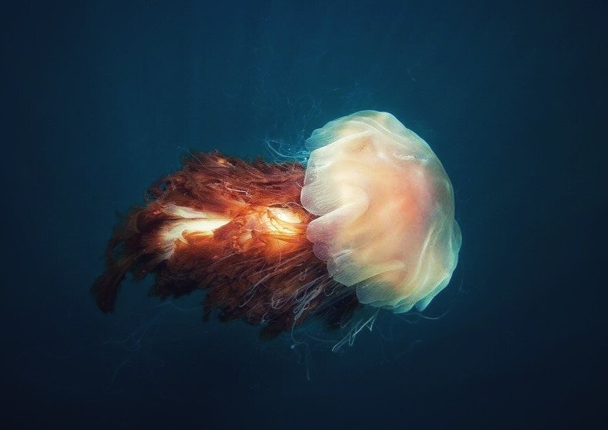 Своими карими глазами жалит как медуза песня. Lion Mane Jellyfish background. Lion Mane Jellyfish Wallpaper.