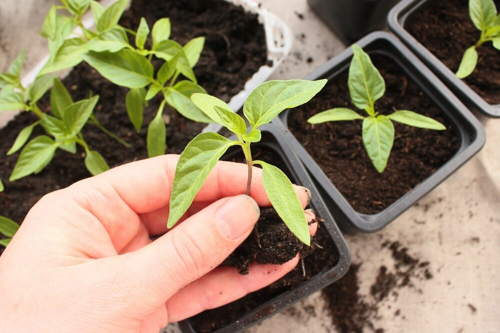 Нужно ли пикировать перец болгарский. Bell Pepper seedlings.