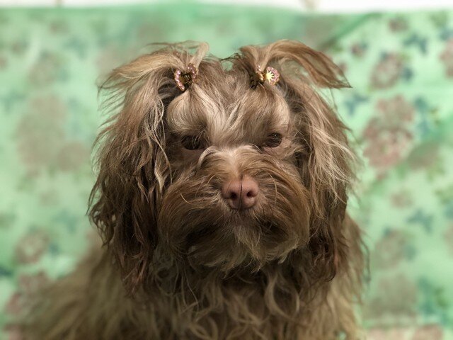 Русская цветная болонка