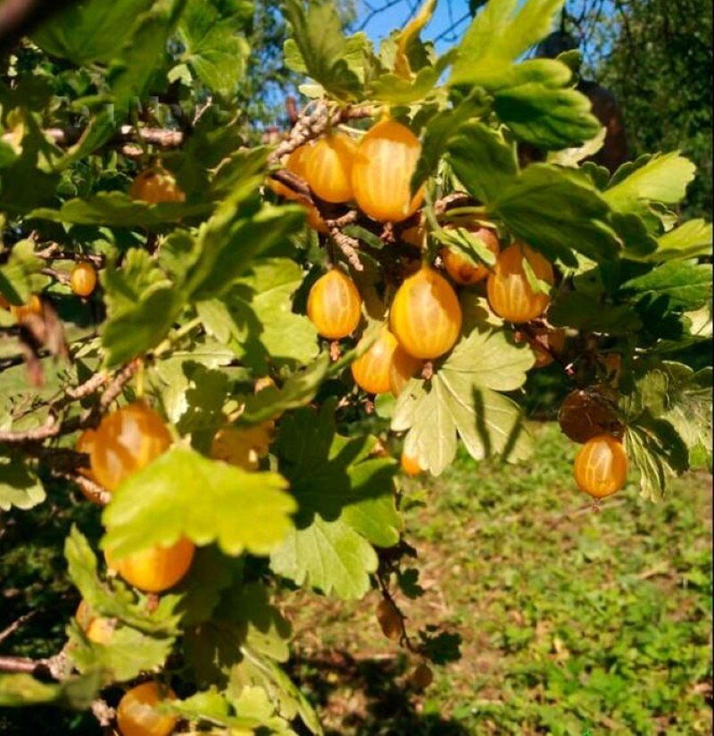 Крыжовник бесшипый Медовый. Фото из интернета