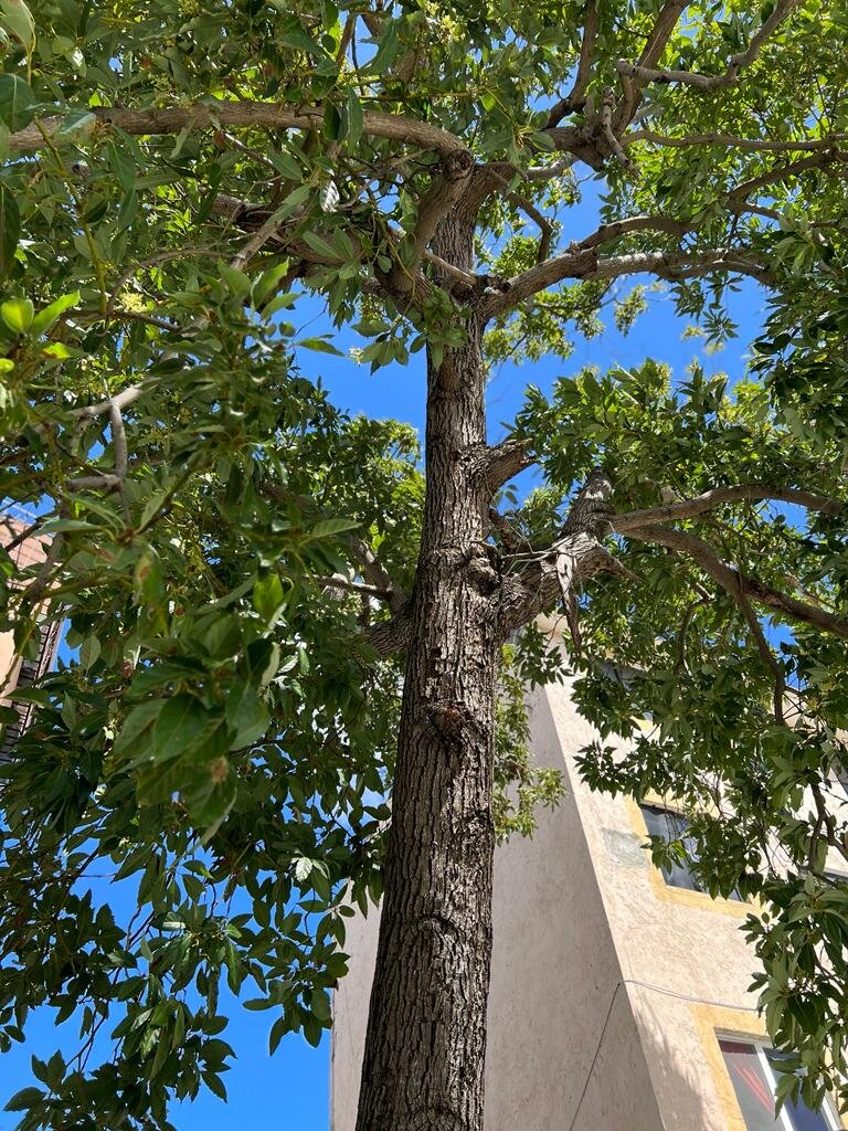 Фото автора . Манго