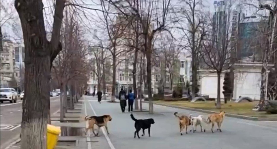     В Краснодаре за круглым столом обсудили вопрос бездомных собак. Фото: пресс-службы администрации Краснодара