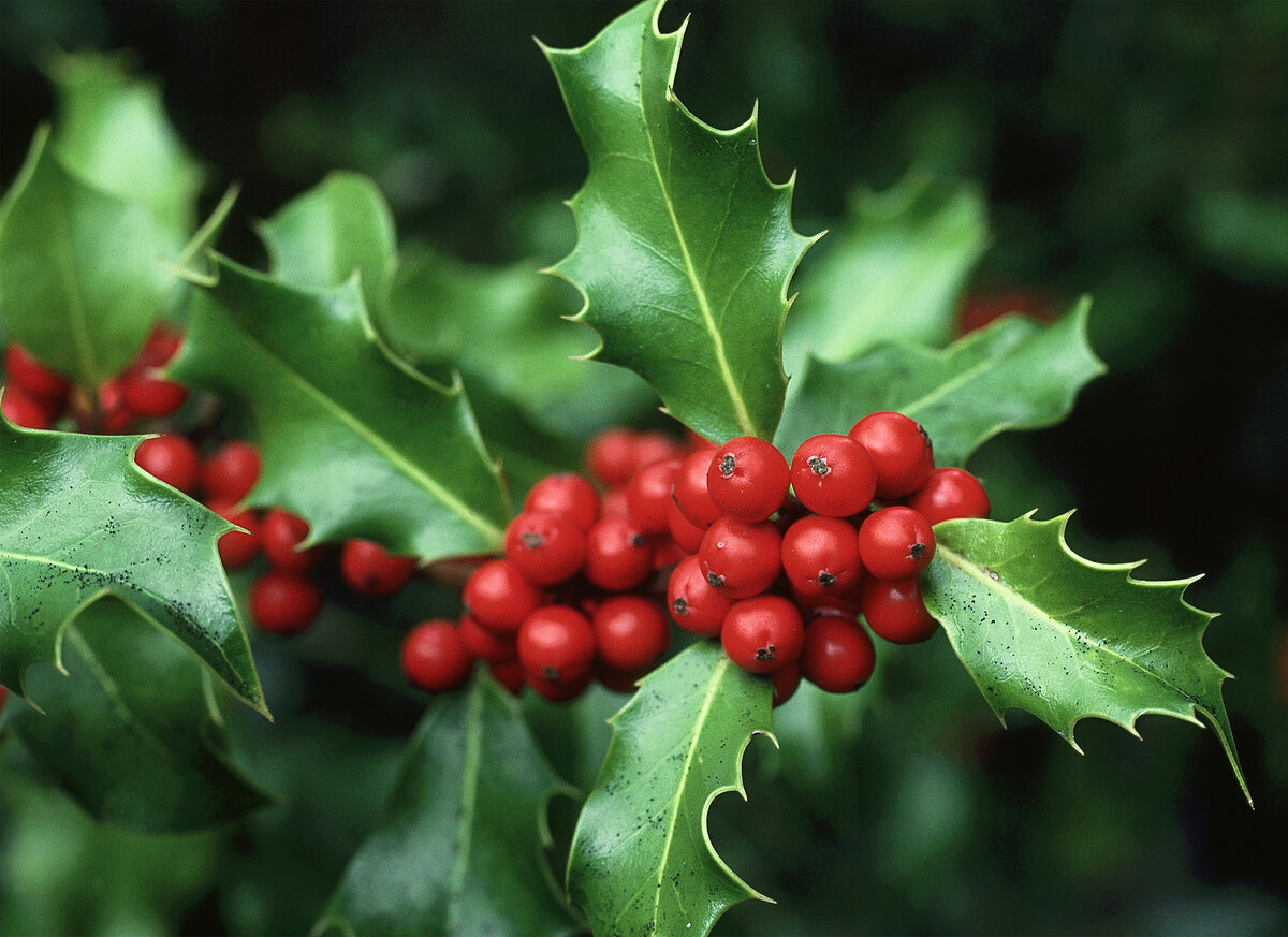 Падуб (остролист) – Holly. Падуб остролистный Казанова. Падуб обыкновенный (Ilex aquifolium);. Поддубок остролистный.