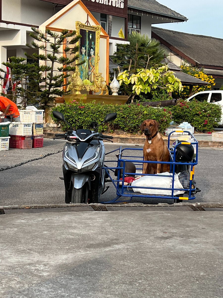 В Таиланде мы провели 3 месяца, намотали более 4 тыс км на скутере с прицепом. Хочется подытожить. Мы тут не первый раз много колесили и до этого без собаки, на скутере и на своих двоих.-6