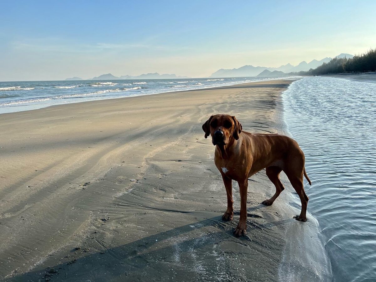 В Таиланде мы провели 3 месяца, намотали более 4 тыс км на скутере с прицепом. Хочется подытожить. Мы тут не первый раз много колесили и до этого без собаки, на скутере и на своих двоих.-10