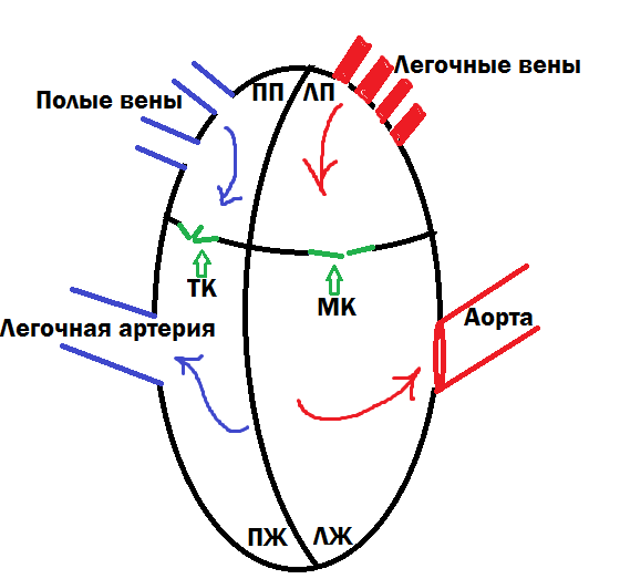 Рисунок 1 Схематическое изображение сердца. ПП - правое предсердие; ПЖ - правый желудочек; ЛП - левое предсердие; ЛЖ - левый желудочек. МК - митральный клапан; ТК - трикуспидальный клапан