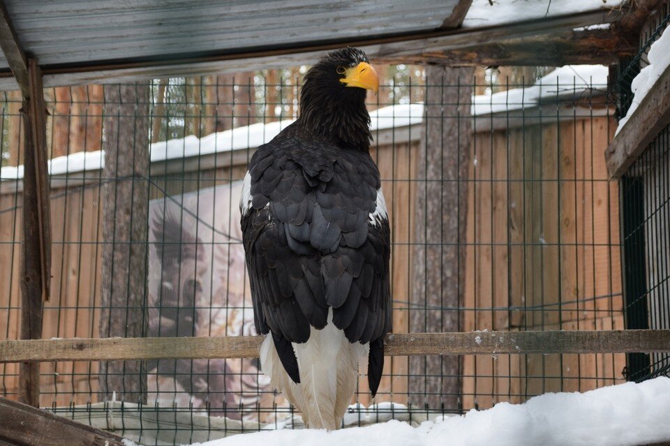     У орла-могильника сломано крыло. Фото: «Центр реабилитации хищных птиц ХОЛЗАН»